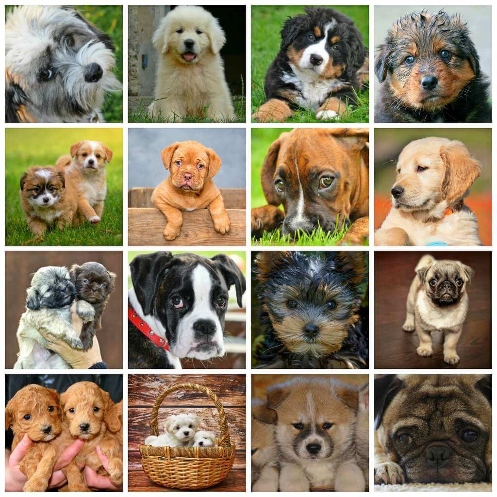 Pet Dog Quiz: What is my Dog Breed? | QuizPin